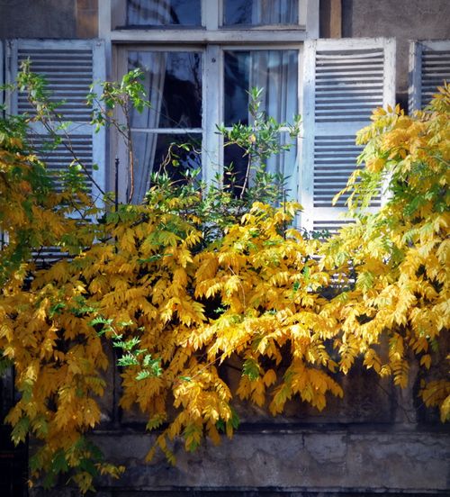 Automne à Lyon (c) Kristin Espinasse